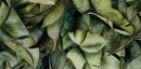 Paradyż Ceramika Natura Inserto Leaf A 30x60 płytki ścienne