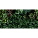 41zero42 Paper41 Pro Jane D 50x100