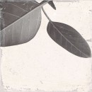 Keros Decorado Botanic 25x25