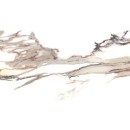 Calacatta Gold MATT 59,7x119,7